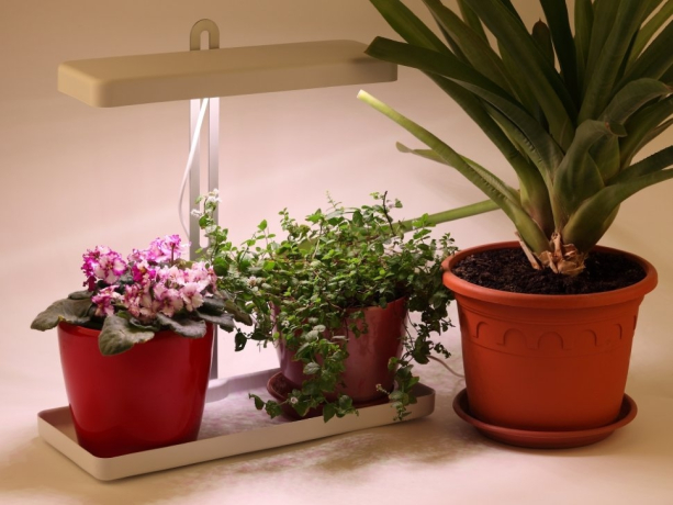 Настольный светильник для растений ЭРА FITO-20W-QLED-W полного спектра 20 Вт белый Б0039034 