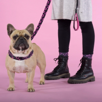 Нарушена упаковка!  <445594> Шлейка United Pets для собак Complete me Identity 1,5 x 34-42 см, черная с розовым GPCMH2210FID