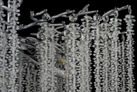 Люстра потолочная Dio D'Arte Elite Tavenna H 1.3.76.100 N